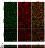 ZO-1 Antibody in Immunocytochemistry (ICC/IF)