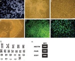 ZO-1 Antibody in Immunocytochemistry (ICC/IF)