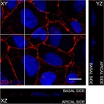 ZO-1 Antibody in Immunocytochemistry (ICC/IF)