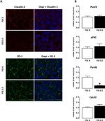 ZO-1 Antibody in Immunocytochemistry (ICC/IF)