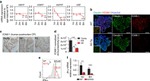 Claudin 1 Antibody in Immunohistochemistry (IHC)