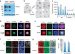Occludin Antibody in Immunocytochemistry (ICC/IF)