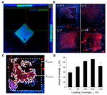 ZO-1 Antibody in Immunocytochemistry (ICC/IF)