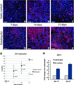 ZO-1 Antibody in Immunocytochemistry (ICC/IF)