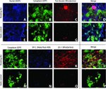 ZO-1 Antibody in Immunocytochemistry (ICC/IF)