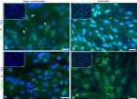 ZO-1 Antibody in Immunocytochemistry (ICC/IF)