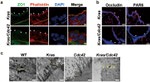 ZO-1 Antibody in Immunocytochemistry (ICC/IF)