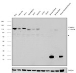 delta Catenin Antibody