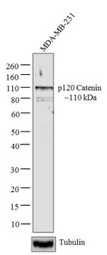 delta Catenin Antibody in Western Blot (WB)