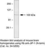 JIP1 Antibody in Western Blot (WB)