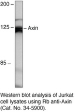AXIN1 Antibody in Western Blot (WB)