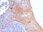 STING1/TMEM173 Monoclonal Antibody (STING1/7431)