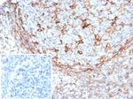 STING1/TMEM173 Antibody in Immunohistochemistry (Paraffin) (IHC (P))