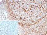 STING1/TMEM173 Antibody in Immunohistochemistry (Paraffin) (IHC (P))