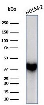 STING1/TMEM173 Antibody in Western Blot (WB)