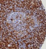 STING1/TMEM173 Antibody in Immunohistochemistry (Paraffin) (IHC (P))