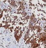 STING1/TMEM173 Antibody in Immunohistochemistry (Paraffin) (IHC (P))