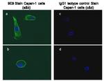 Glypican-1 Antibody in Immunocytochemistry (ICC/IF)