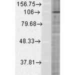 HIF1 alpha Antibody in Western Blot (WB)