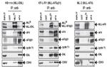 AF4 Antibody in Western Blot (WB)