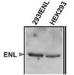 ENL Antibody in Western Blot (WB)