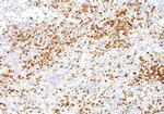 Annexin A1 Antibody in Immunohistochemistry (Paraffin) (IHC (P))