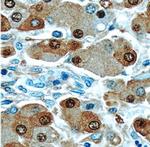 Arginase-1 Antibody in Immunohistochemistry (Paraffin) (IHC (P))
