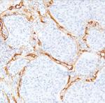 Collagen Type IV Antibody in Immunohistochemistry (Paraffin) (IHC (P))