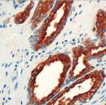 PSAP Antibody in Immunohistochemistry (Paraffin) (IHC (P))