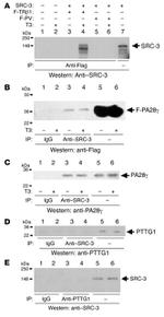 Securin Antibody in Western Blot (WB)