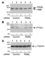 Securin Antibody in Western Blot (WB)