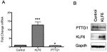 Securin Antibody in Western Blot (WB)