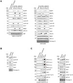 Securin Antibody in Western Blot (WB)