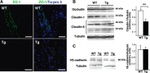 Claudin 5 Antibody in Western Blot (WB)