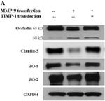 Claudin 5 Antibody in Western Blot (WB)