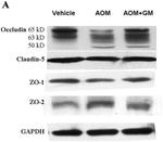 Claudin 5 Antibody in Western Blot (WB)