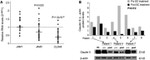 Claudin 5 Antibody in Western Blot (WB)