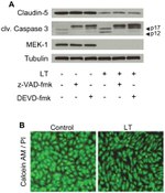 Claudin 5 Antibody in Western Blot (WB)