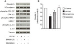 Claudin 5 Antibody in Western Blot (WB)