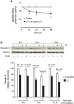 Claudin 5 Antibody in Western Blot (WB)