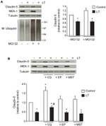 Claudin 5 Antibody in Western Blot (WB)
