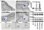 Claudin 5 Antibody in Western Blot (WB)