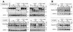 Claudin 5 Antibody in Western Blot (WB)