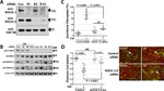 Claudin 5 Antibody in Immunocytochemistry (ICC/IF)