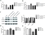 Claudin 5 Antibody in Western Blot (WB)