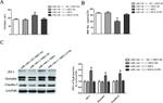Claudin 5 Antibody in Western Blot (WB)