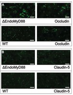Claudin 5 Antibody in Immunohistochemistry (Frozen) (IHC (F))