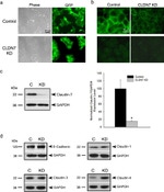 Claudin 1 Antibody in Western Blot (WB)