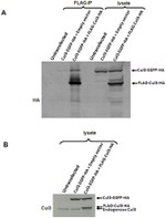 Cullin 3 Antibody in Western Blot (WB)