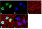 Cullin 3 Antibody in Immunocytochemistry (ICC/IF)